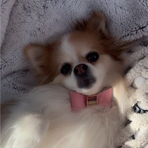 Meet your Posher, Shay